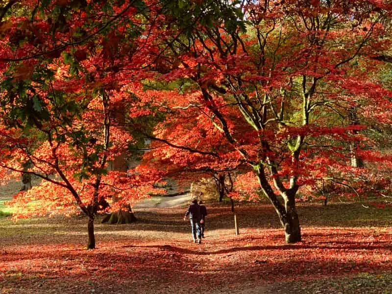 Tour Momiji Jepang 2026 – Paket &amp; Harga Terbaru!