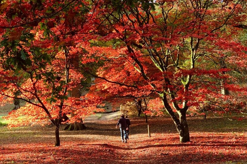 tour-momiji-2026_large.jpg