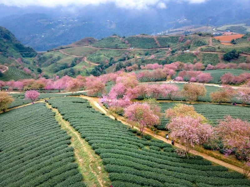 Tour Sapa Vietnam & Trekking Fansipan Mulai 6 Jutaan