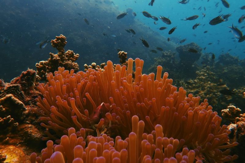 tour-thailand-koh-samui-dan-koh-tao_large.jpg