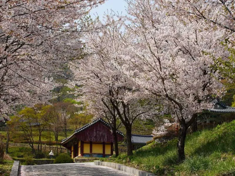 Trip Korea 7 Hari 6 Malam, Harga Mulai 16 Jutaan!