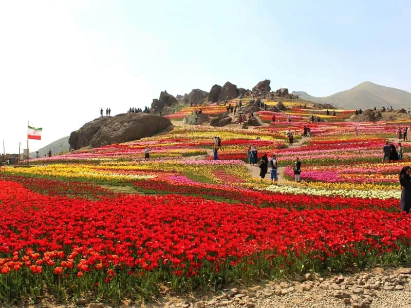 Wisata Festival Bunga Tulip di Korea-Favorit Musim Semi 2025