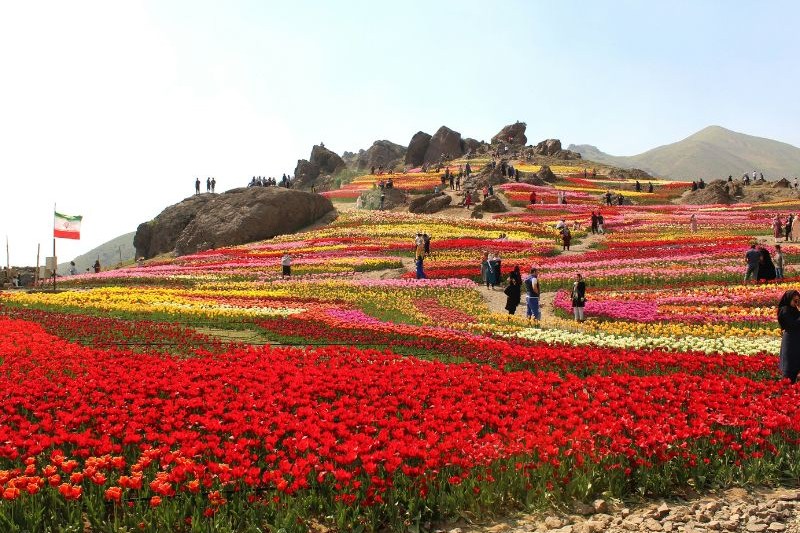 wisata-festival-bunga-tulip-di-korea_large.jpg