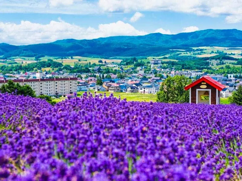 Itinerary Musim Panas Wisata Hokkaido Jepang 2024