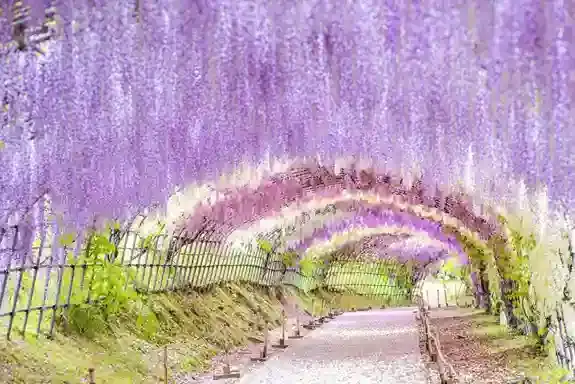 Wisteria Tunnel Kawachi Fujien Kitakyushu, destinasi wisata Jepang saat musim semi